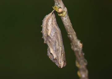 chrysalis